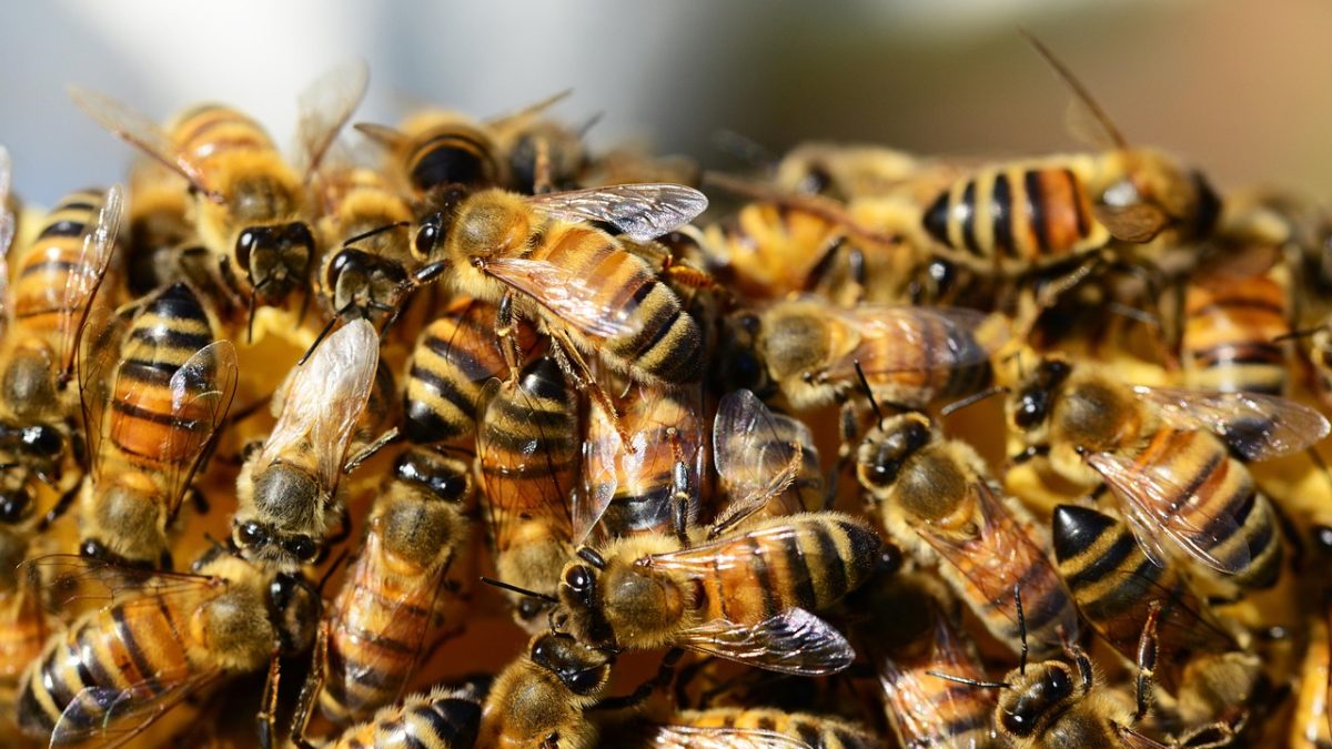 Honey Payment Group w ogniu pytań: Nowy komunikat po wcześniejszym ostrzeżeniu