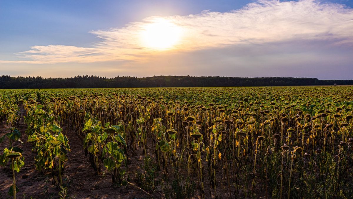Upały w Polsce uderzają w plony i gospodarkę. Będzie 40°C